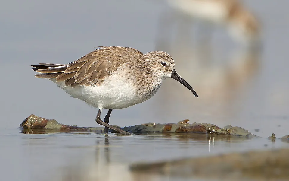 Curlew Sandpiper