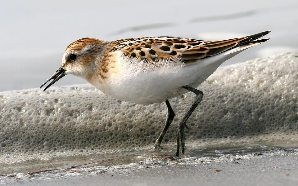 Little Stint (Calidris minuta) — photo 1 of 4