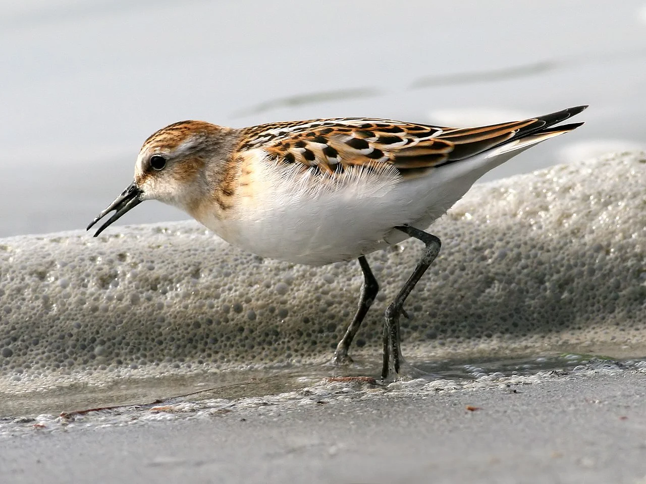 Little Stint (Calidris minuta) — photo 1 of 4