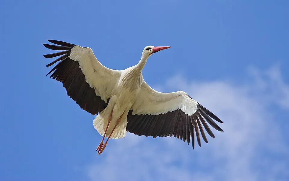 White Stork