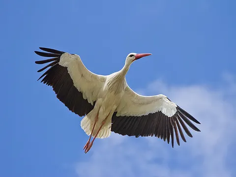 White Stork