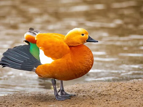 Ruddy Shelduck (Tadorna ferruginea) — photo 3 of 6