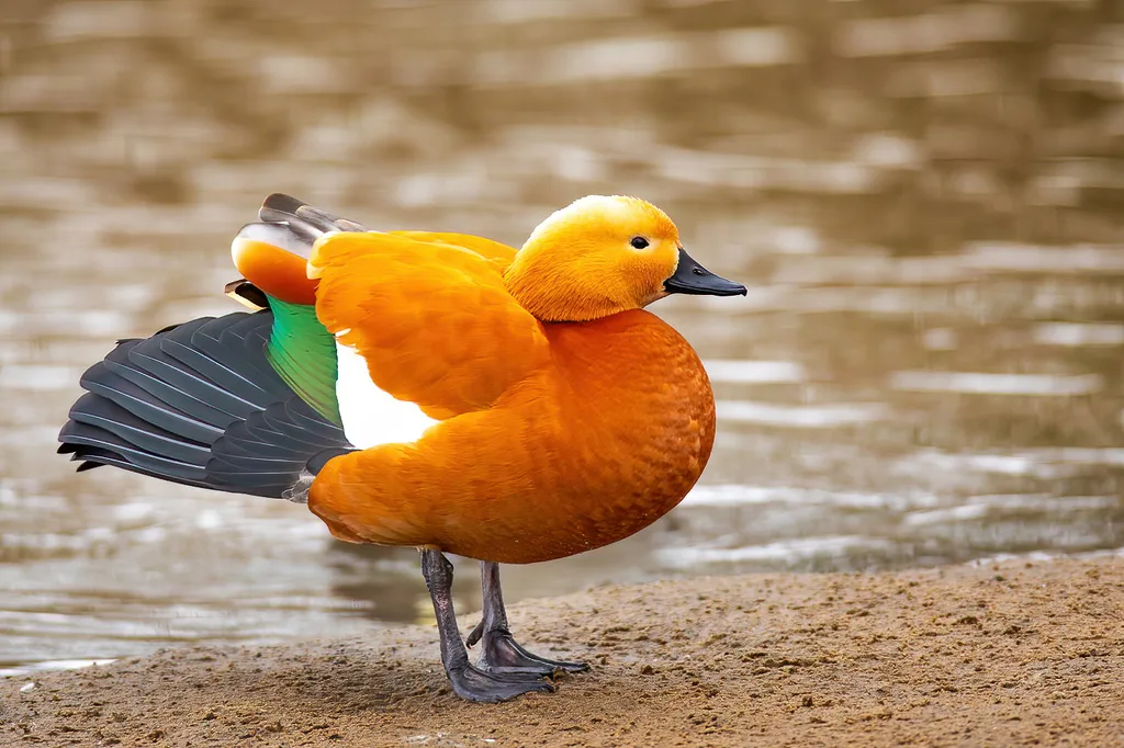 Ruddy Shelduck (Tadorna ferruginea) — photo 3 of 6