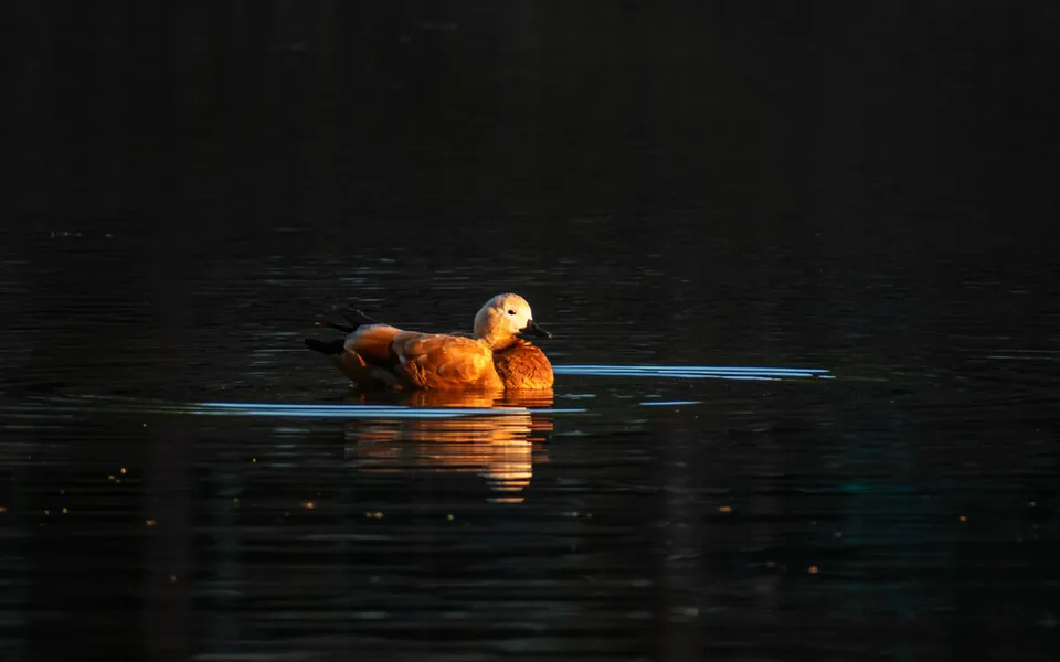 Ruddy Shelduck (Tadorna ferruginea) — photo 2 of 6