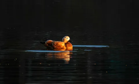 Ruddy Shelduck (Tadorna ferruginea) — photo 2 of 6