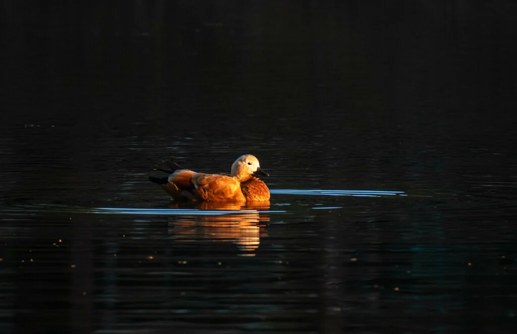 Ruddy Shelduck (Tadorna ferruginea) — photo 2 of 6