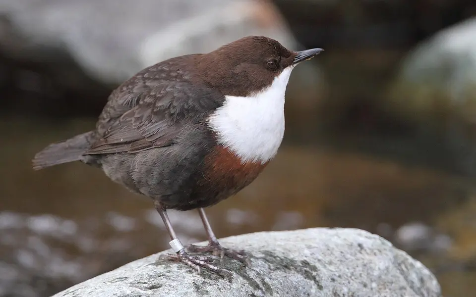 White-throated Dipper (Cinclus cinclus) — photo 1 of 3