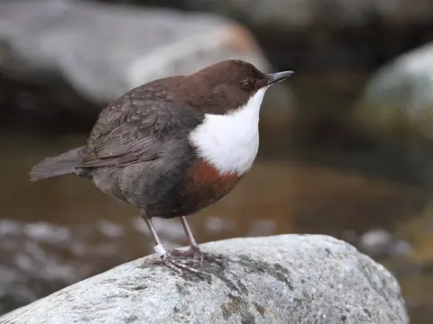 White-throated Dipper