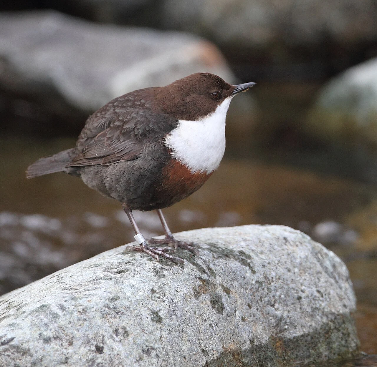 White-throated Dipper (Cinclus cinclus) — photo 1 of 3