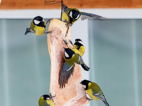 Great Tit (Parus major) — photo 3 of 4