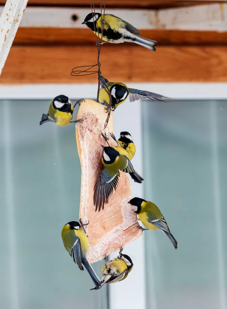Great Tit (Parus major) — photo 3 of 4
