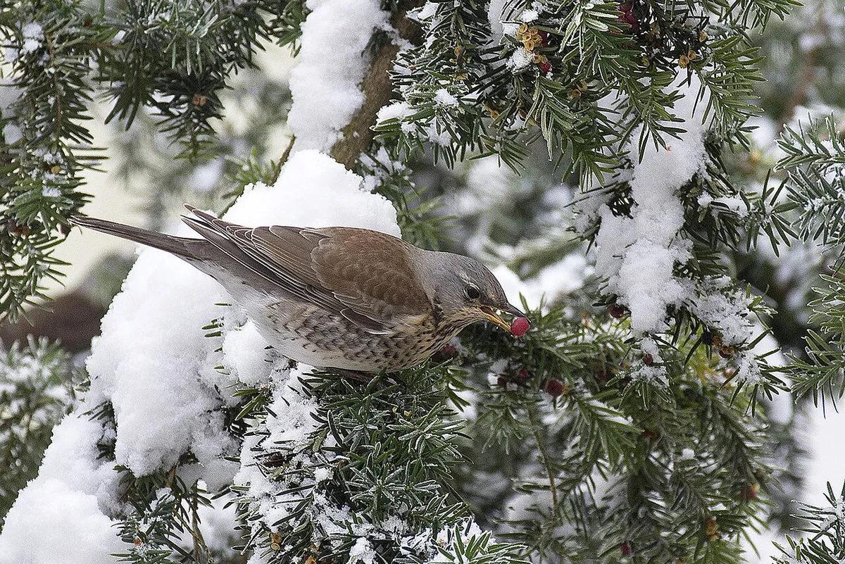Fieldfare (Turdus pilaris) — photo 4 of 4