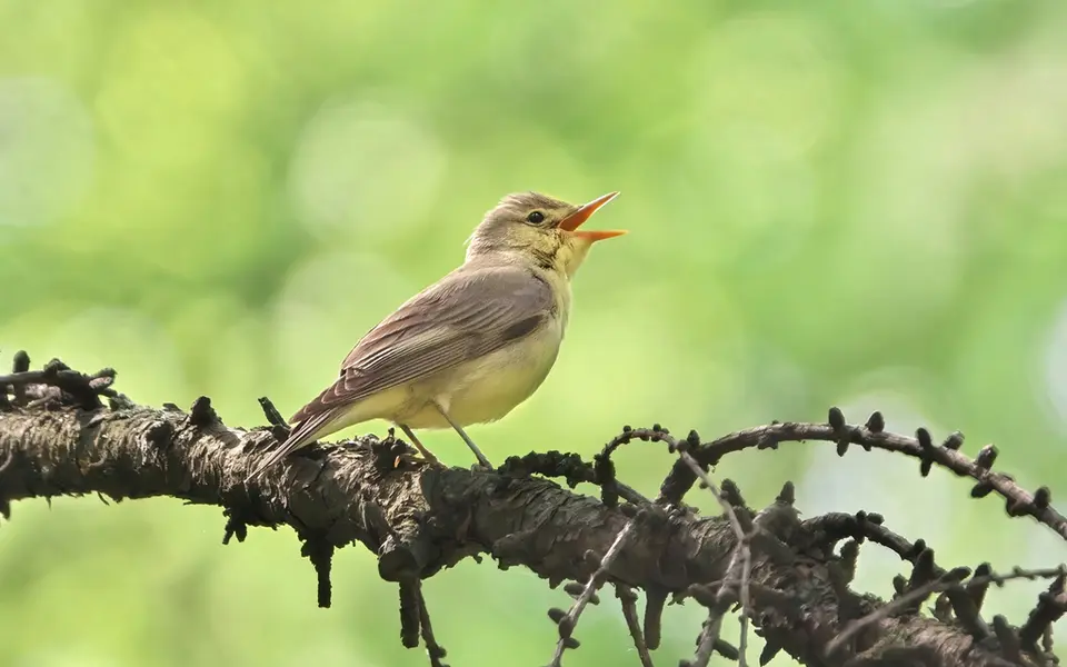 Icterine Warbler (Hippolais icterina) — photo 2 of 5