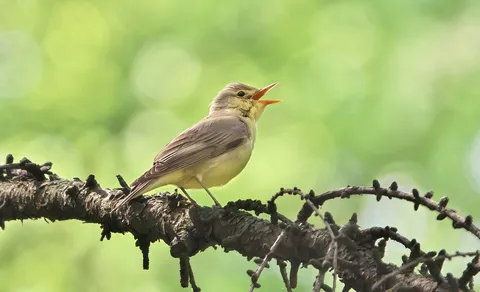 Icterine Warbler
