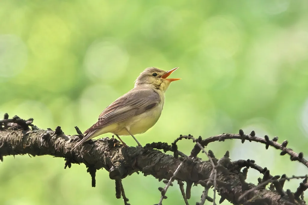Icterine Warbler