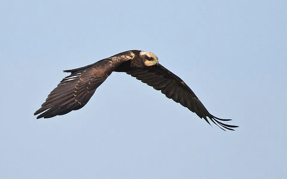 Western Marsh Harrier