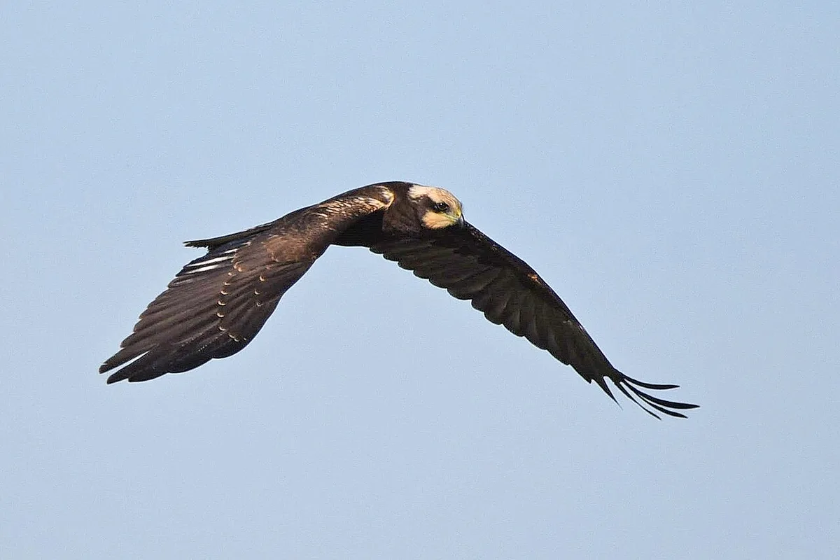 Western Marsh Harrier