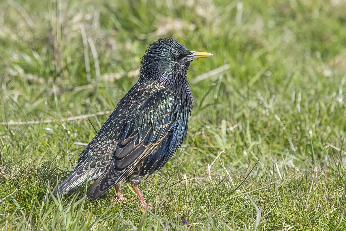European Starling (Sturnus vulgaris) — photo 4 of 6