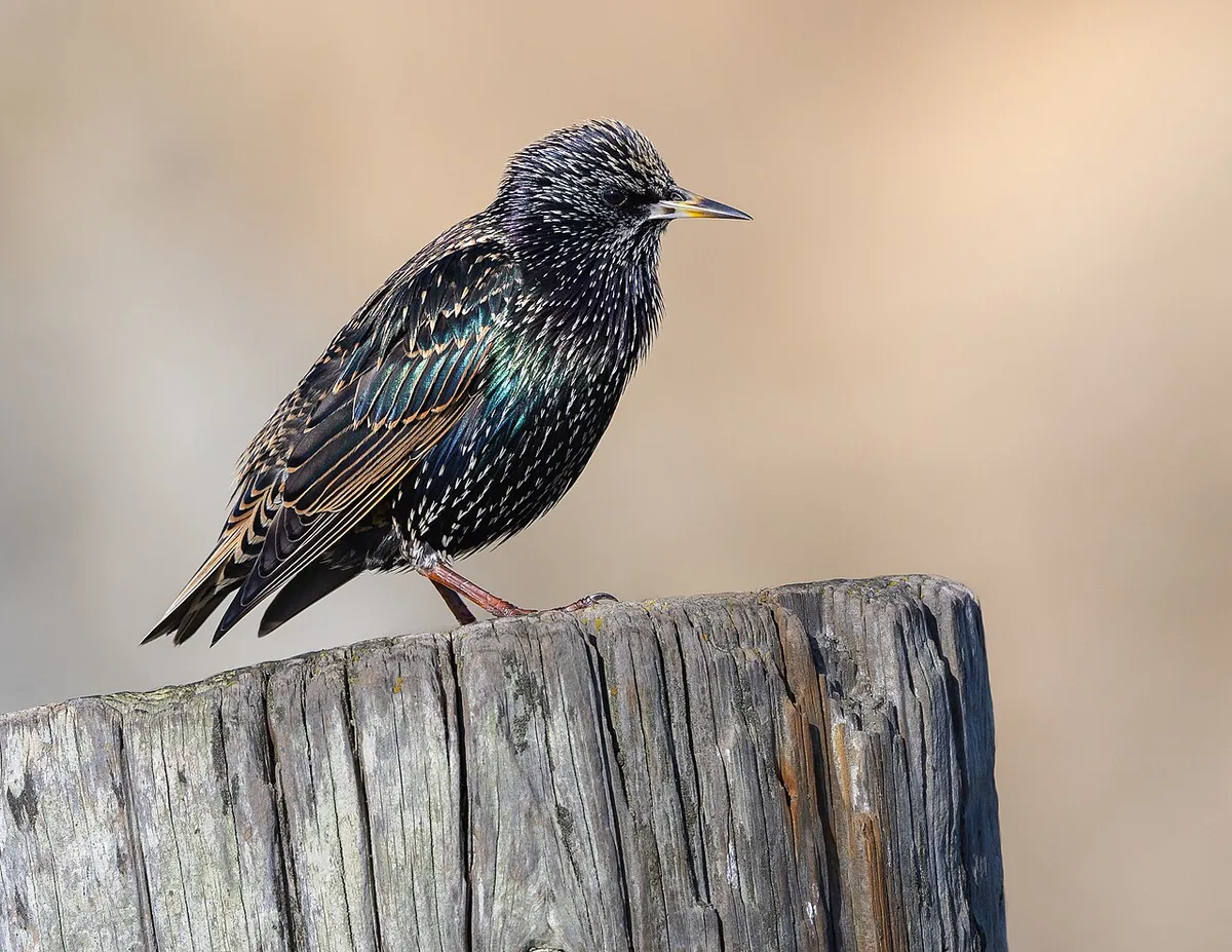 European Starling (Sturnus vulgaris) — photo 5 of 6