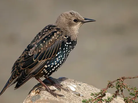European Starling (Sturnus vulgaris) — photo 3 of 6