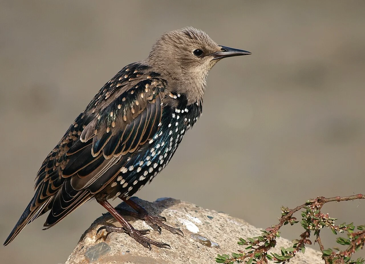 European Starling (Sturnus vulgaris) — photo 3 of 6