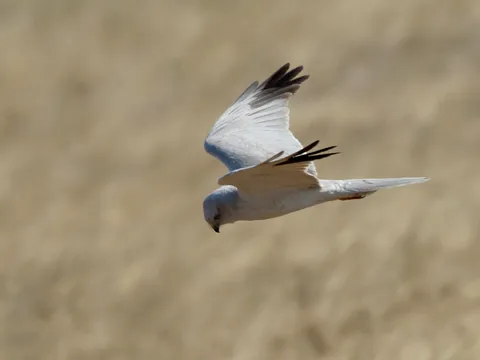 Pallid Harrier (Circus macrourus) — photo 2 of 5