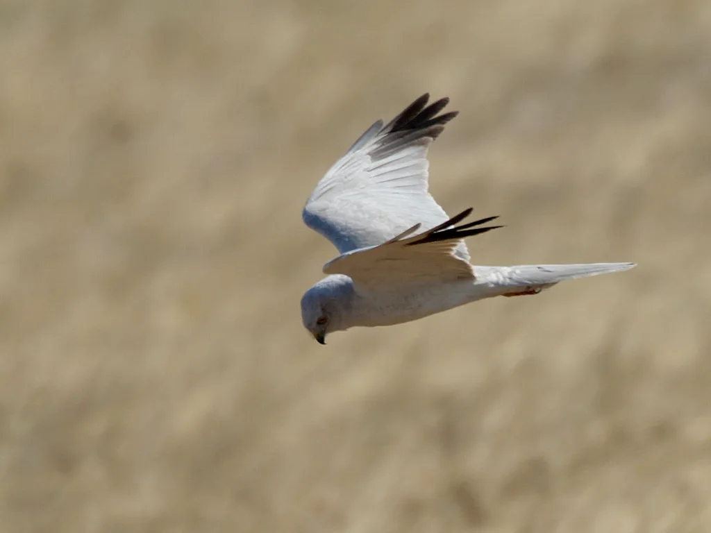 Pallid Harrier (Circus macrourus) — photo 2 of 5