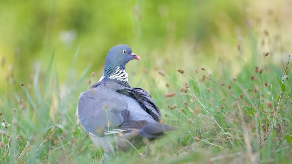 Common Wood-Pigeon (Columba palumbus) — photo 6 of 6