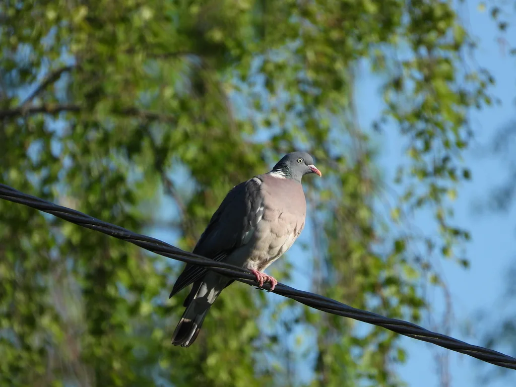 Common Wood-Pigeon (Columba palumbus) — photo 1 of 6