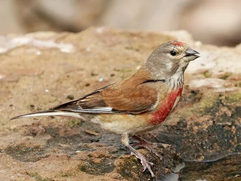 Eurasian Linnet (Linaria cannabina) — photo 3 of 5