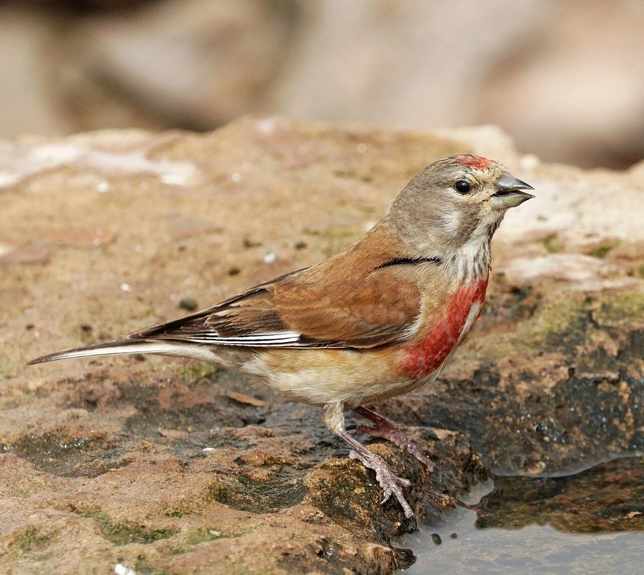 Eurasian Linnet (Linaria cannabina) — photo 3 of 5
