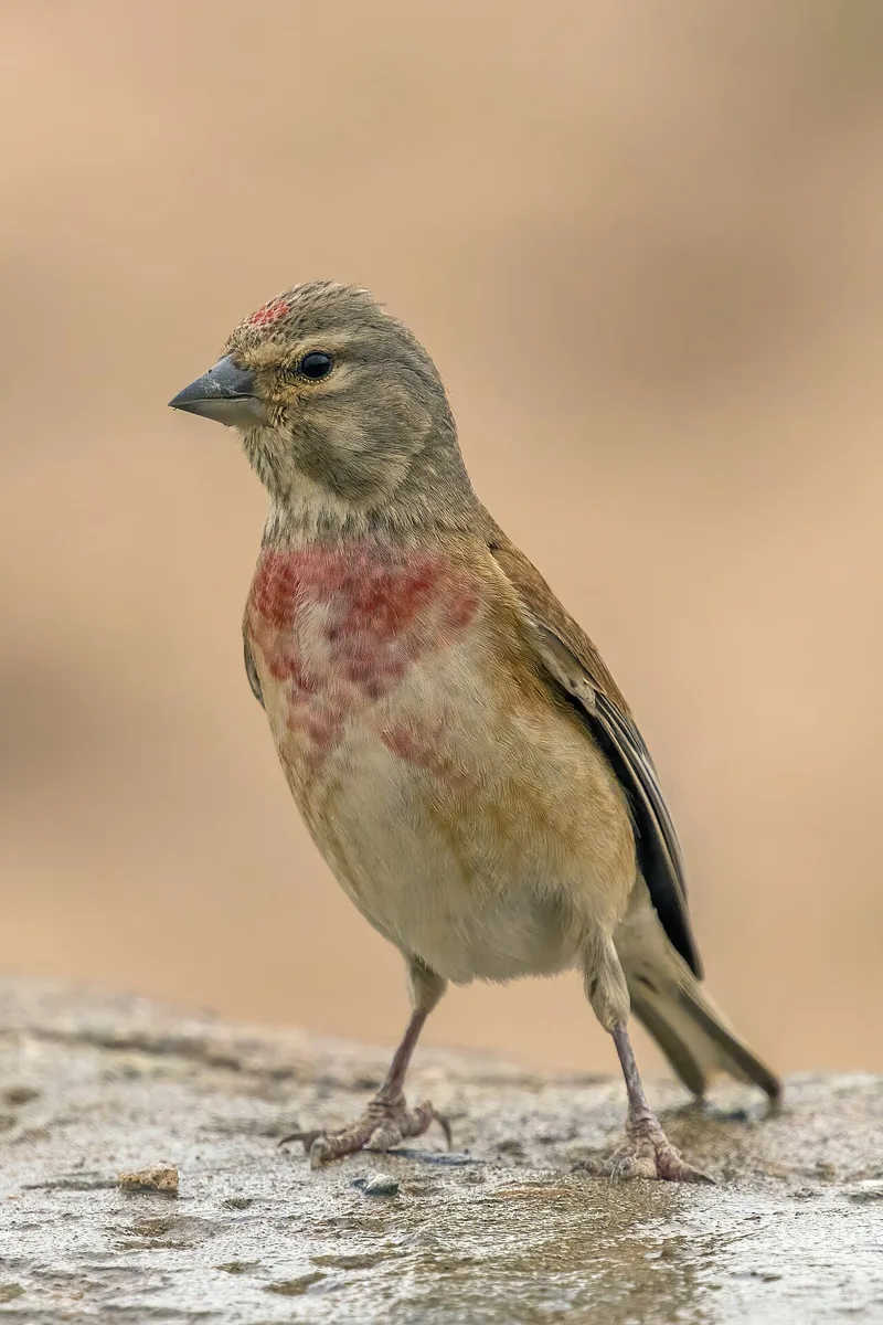 Eurasian Linnet (Linaria cannabina) — photo 4 of 5