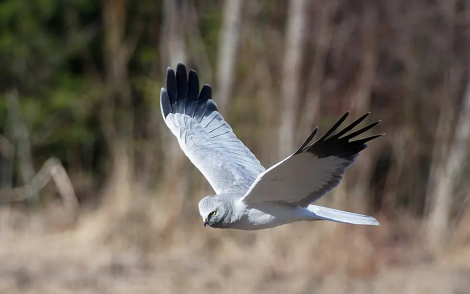 Hen Harrier (Circus cyaneus) — photo 1 of 4