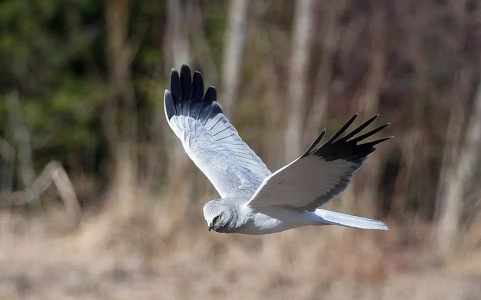 Hen Harrier