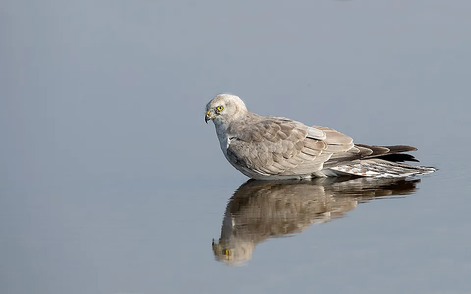 Pallid Harrier