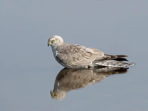 Pallid Harrier