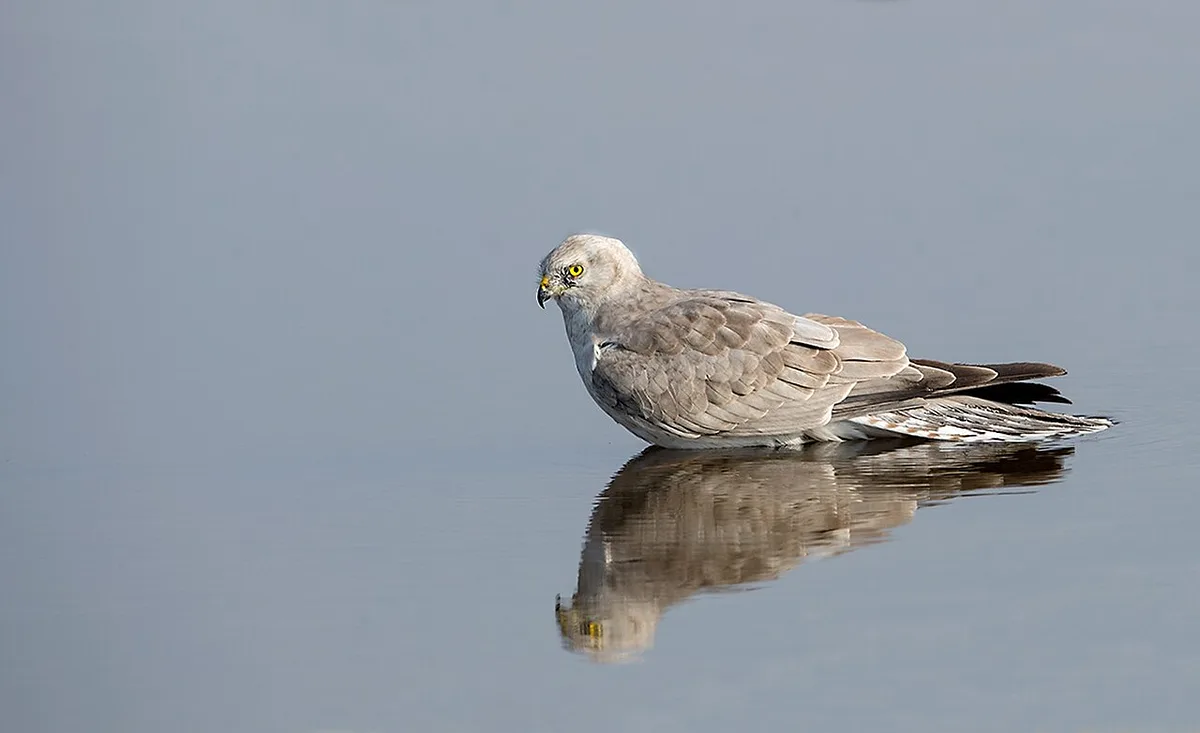 Pallid Harrier