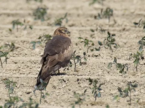 Montagu's Harrier