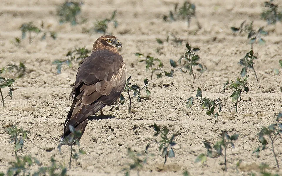 Montagu's Harrier (Circus pygargus) — photo 1 of 3