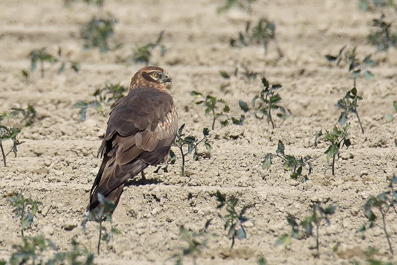Montagu's Harrier (Circus pygargus) — photo 1 of 3