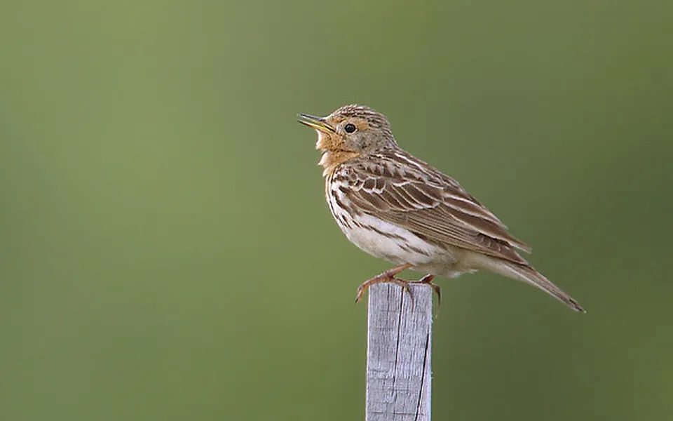 Red-throated Pipit (Anthus cervinus) — photo 1 of 4