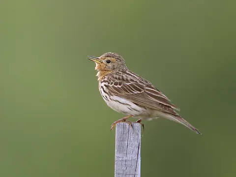 Red-throated Pipit