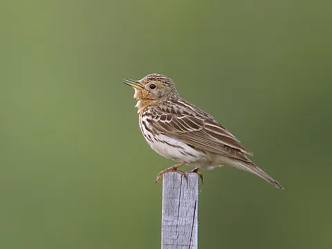 Red-throated Pipit