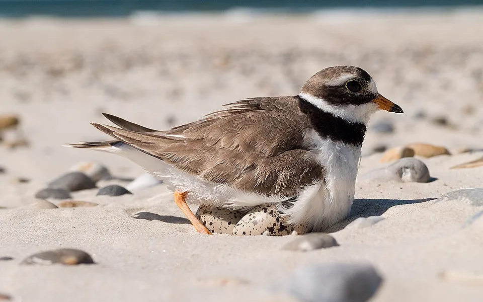 Common Ringed Plover (Charadrius hiaticula) — photo 1 of 4