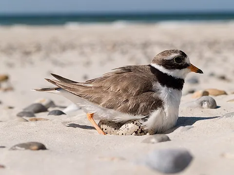 Common Ringed Plover