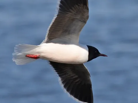 Little Gull