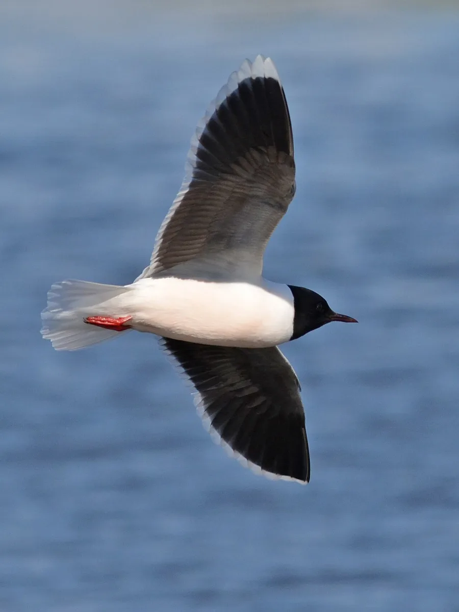Little Gull (Hydrocoloeus minutus) — photo 1 of 4