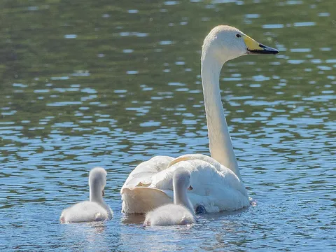 Whooper Swan (Cygnus cygnus) — photo 3 of 4