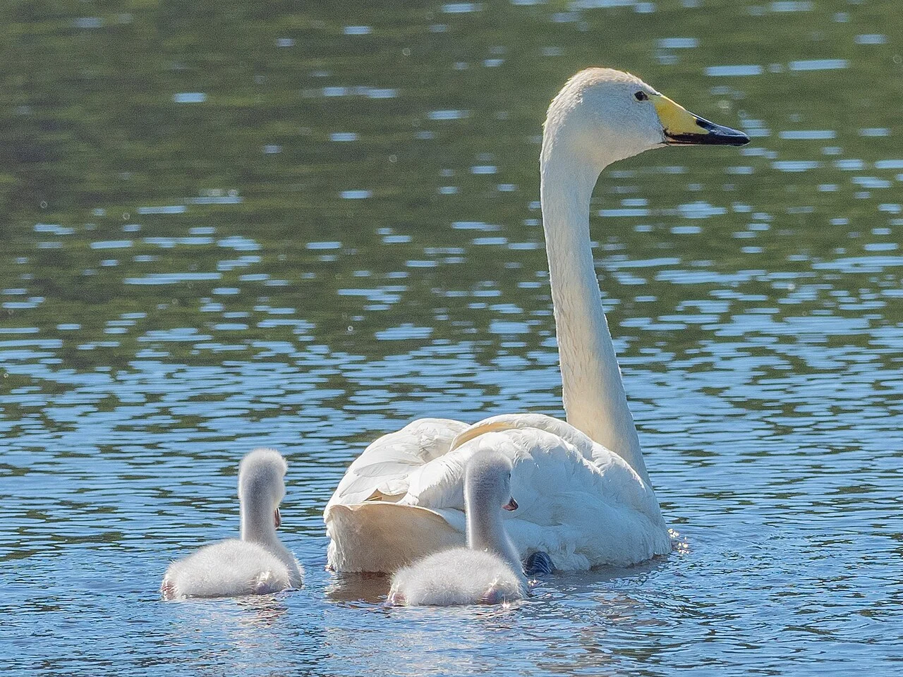 Whooper Swan (Cygnus cygnus) — photo 3 of 4