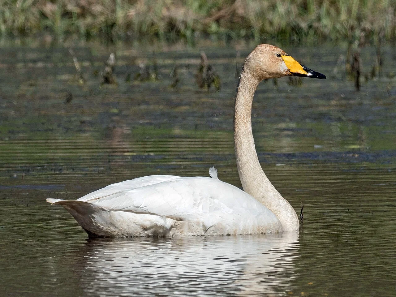 Whooper Swan (Cygnus cygnus) — photo 4 of 4